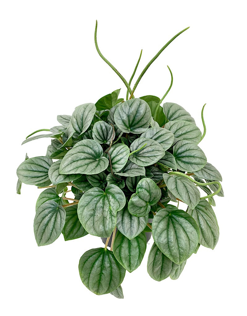 Peperomia griseoargentea 6 inch