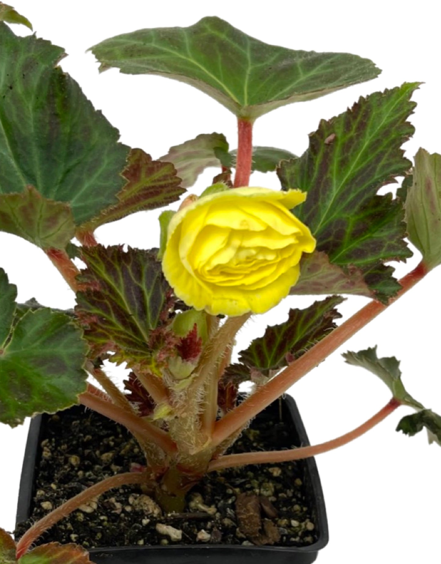 Begonia Nonstop Mocca 'Yellow'