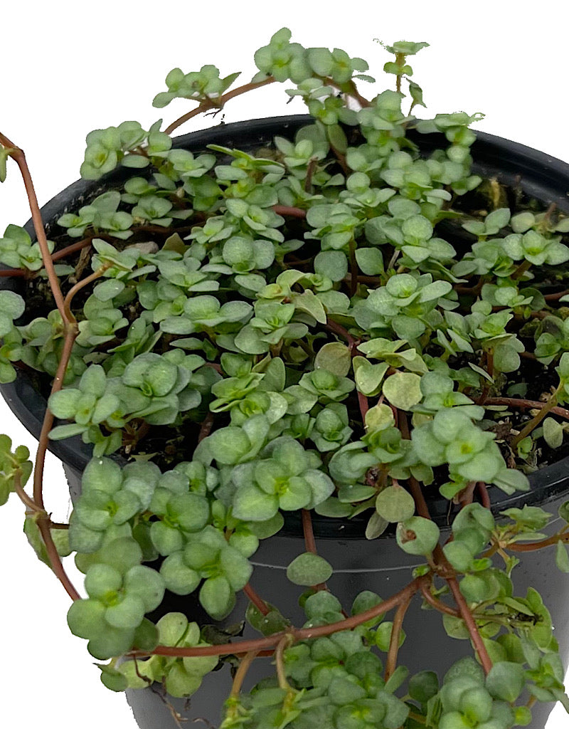 Pilea glauca