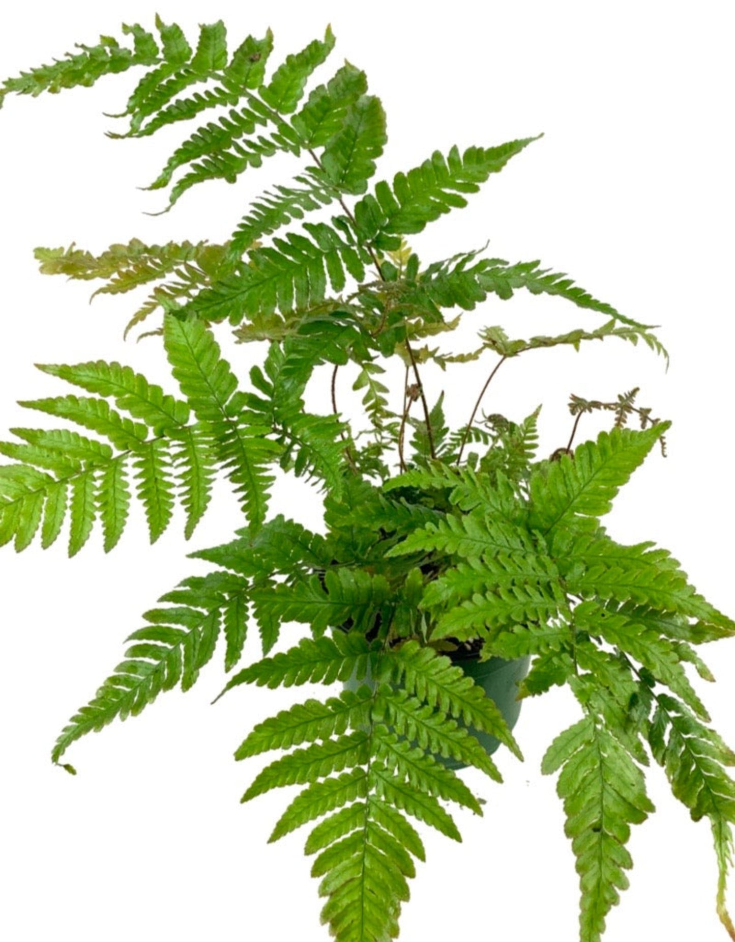 Dryopteris erythrosora 'Brilliance' - The Garden Corner