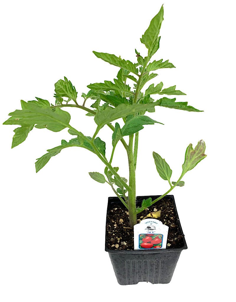Tomato 'Ace' 4 Inch - The Garden Corner