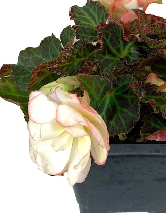 Begonia boliviensis 'Miss Montrea' 4 inch - The Garden Corner