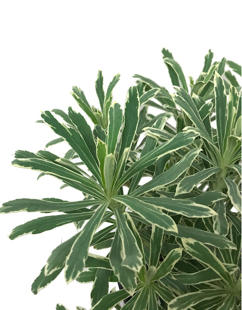 Euphorbia 'Silver Swan'