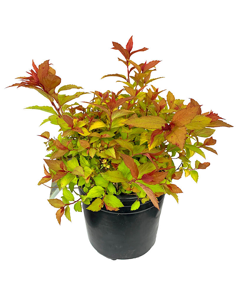 Spiraea japonica 'Magic Carpet'