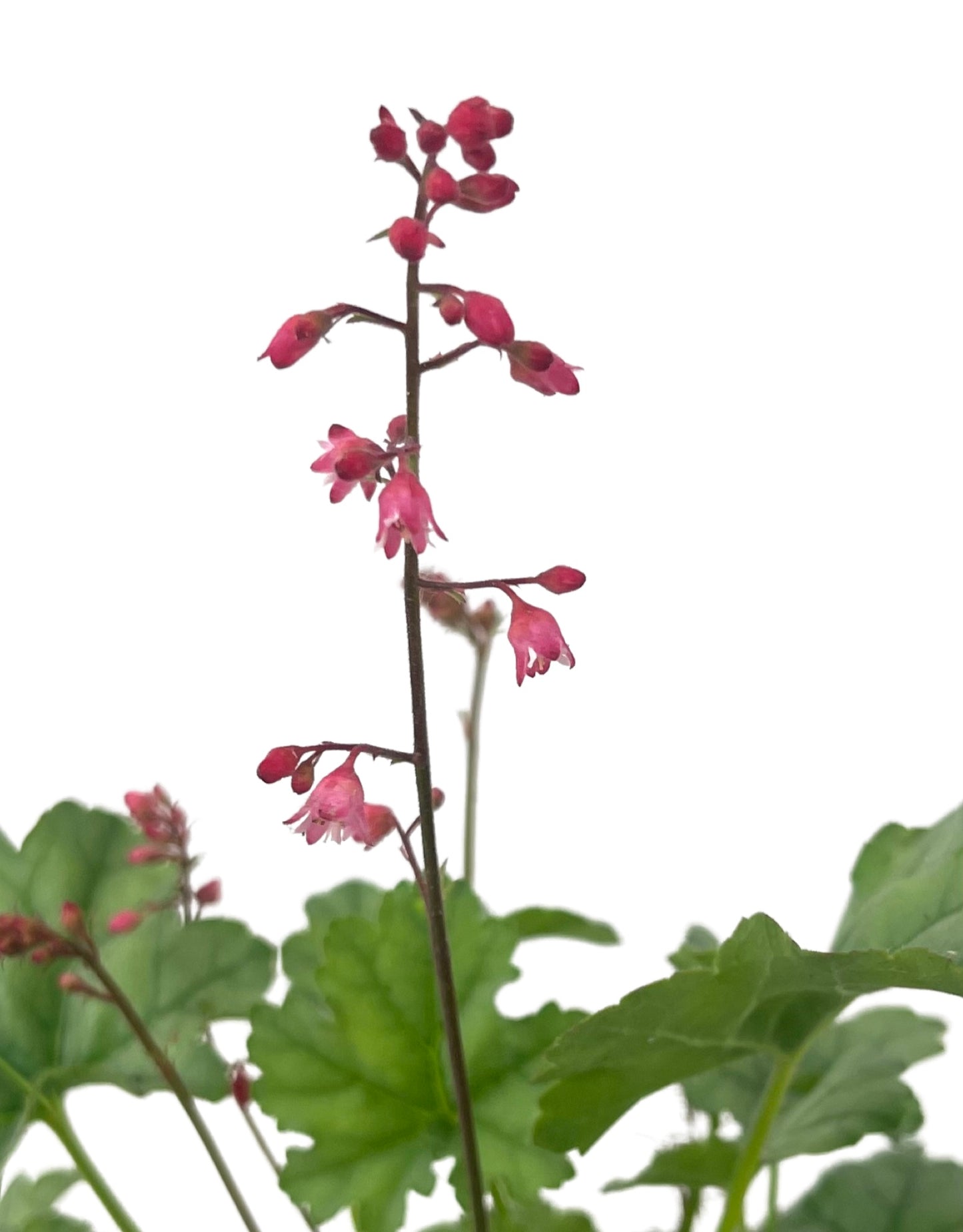 Heuchera 'Little Cuties Shimmer'