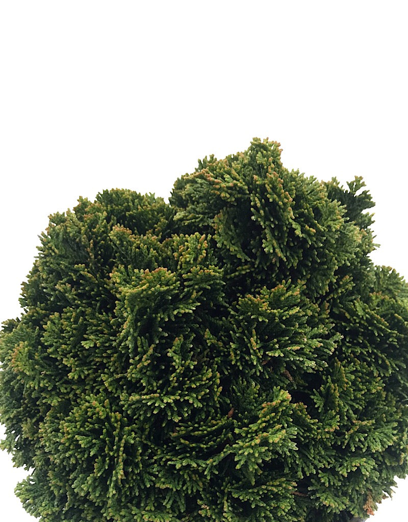 Cham. obtusa 'Just Dandy'- 1 gal