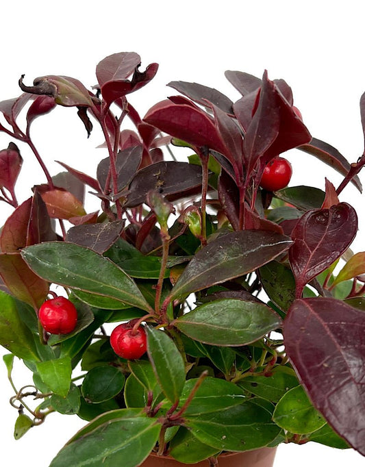 Gaultheria procumbens 2 Inch - The Garden Corner