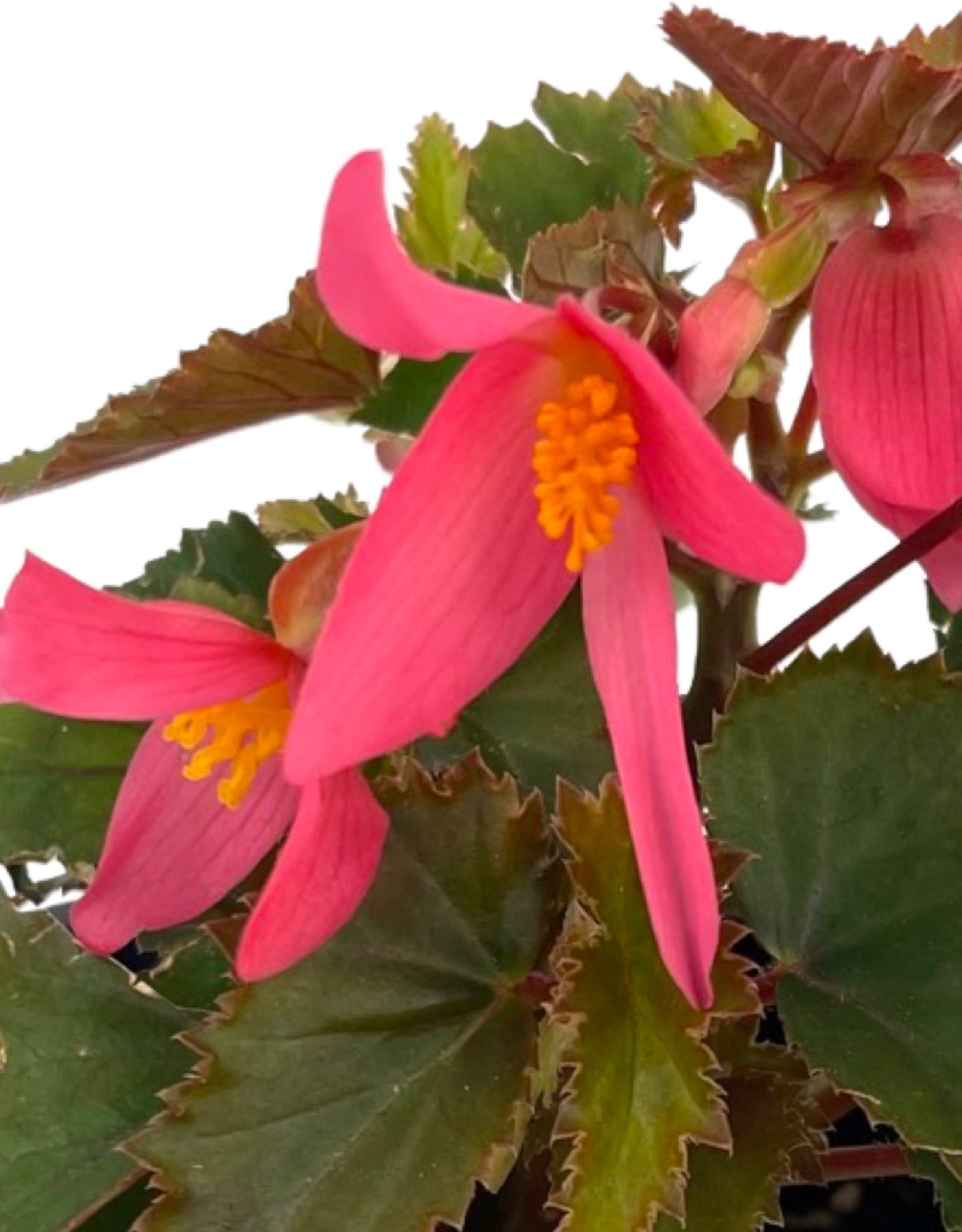 Begonia 'Mistral Pink' - The Garden Corner