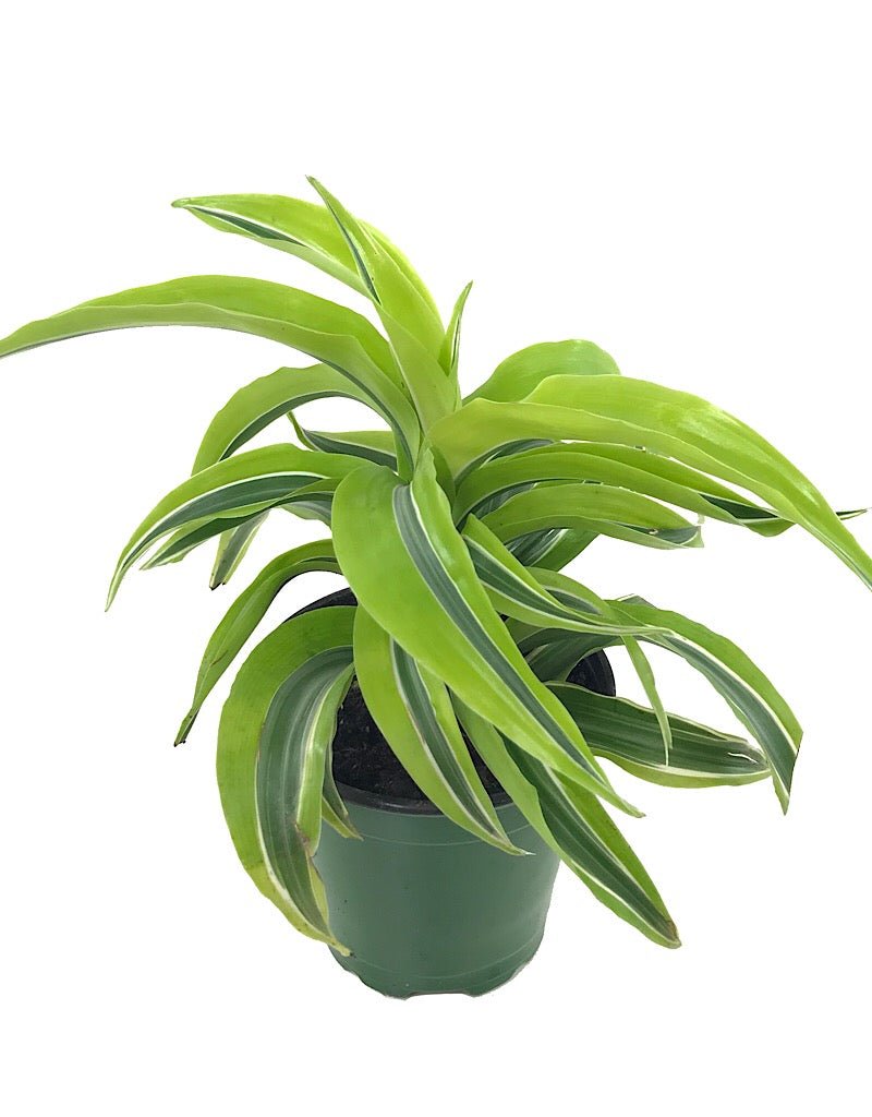 Dracaena 'Lemon Surprise' 4 inch - The Garden Corner