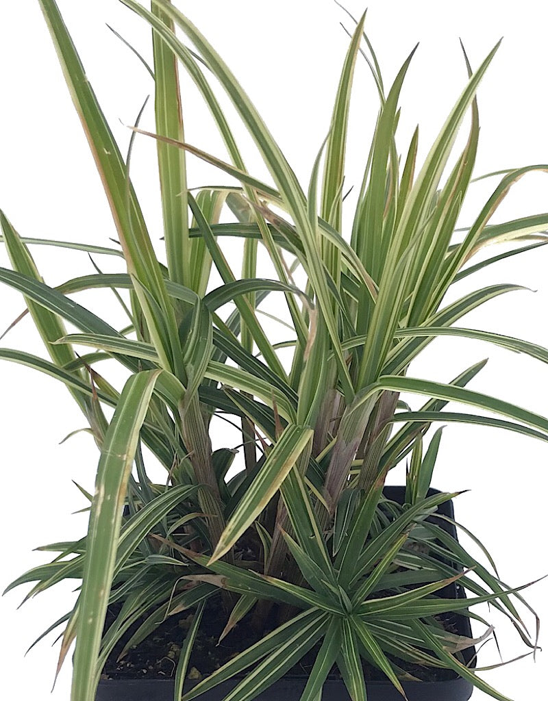 Carex 'Sparkler' - Quart
