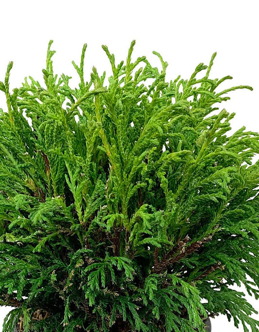 Chamaecyparis pisifera 'Filifera' 4 inch - The Garden Corner