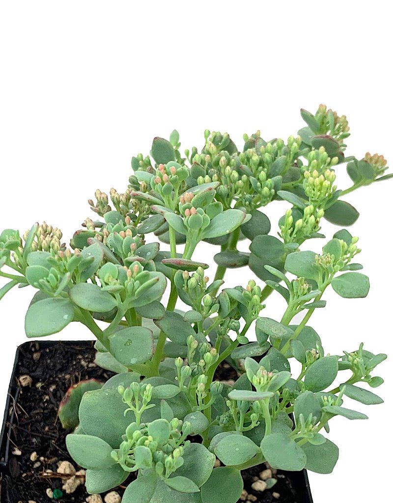 Sedum s. 'October Daphne' 4 inch - The Garden Corner