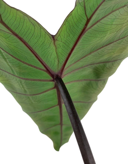Colocasia 'Violet Stem' - The Garden Corner