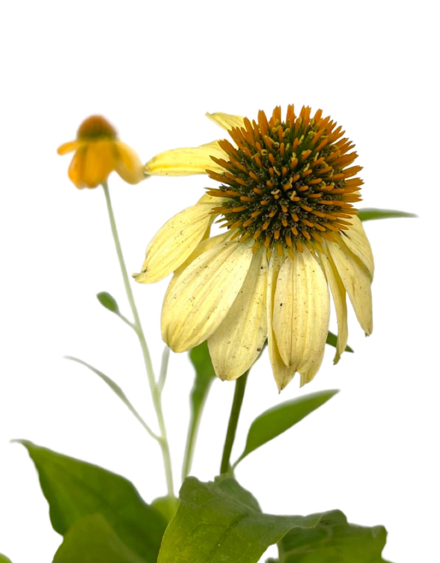 Echinacea 'Sombrero Granada Gold' - The Garden Corner