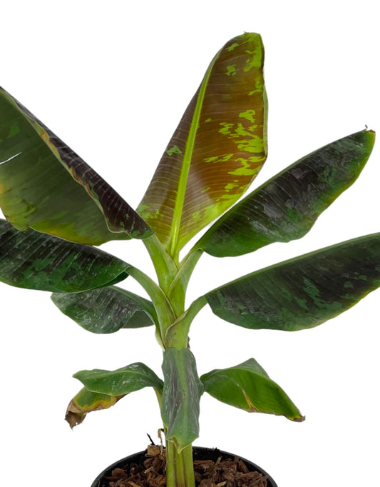 Musa acuminata 'Dwarf Cavendish' 2 Gallon - The Garden Corner