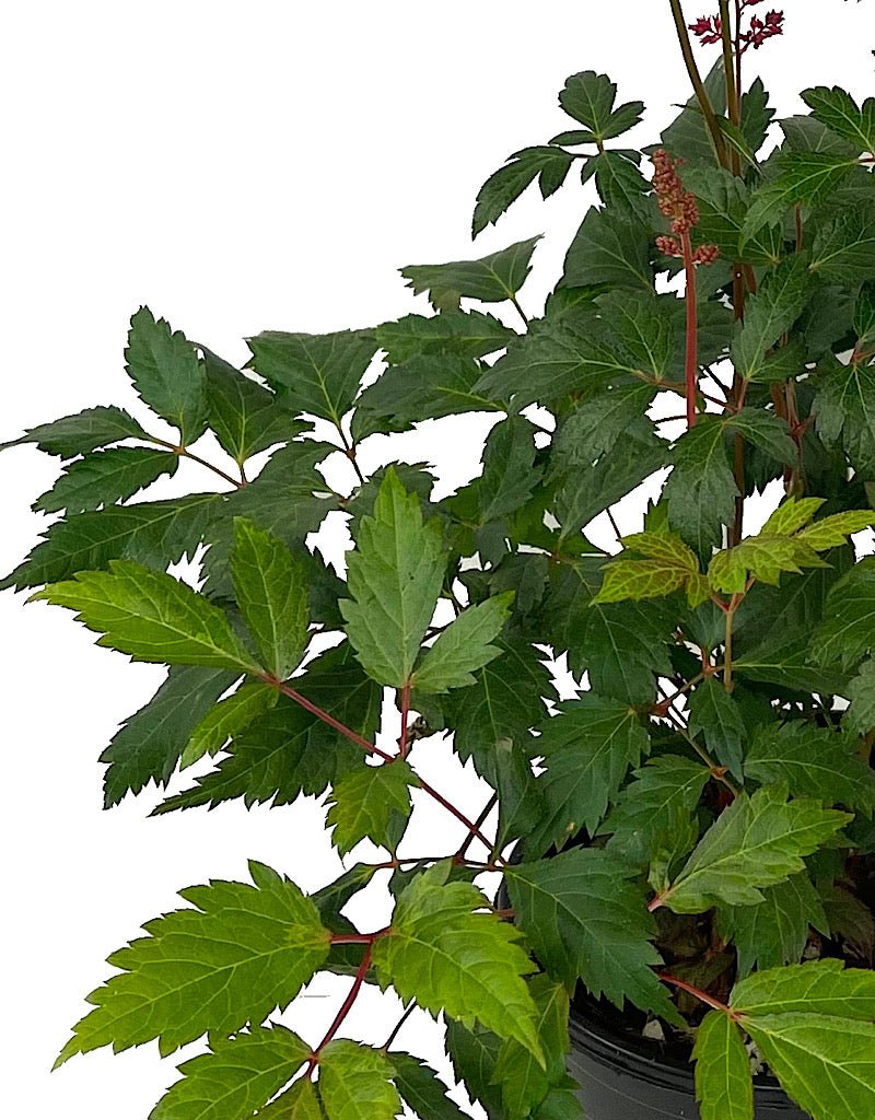 Astilbe 'Fanal' - The Garden Corner