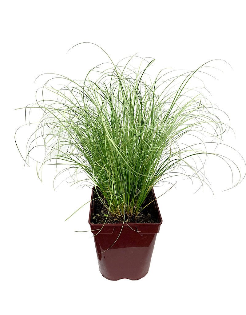 Carex comans 'Frosted Curls' - The Garden Corner