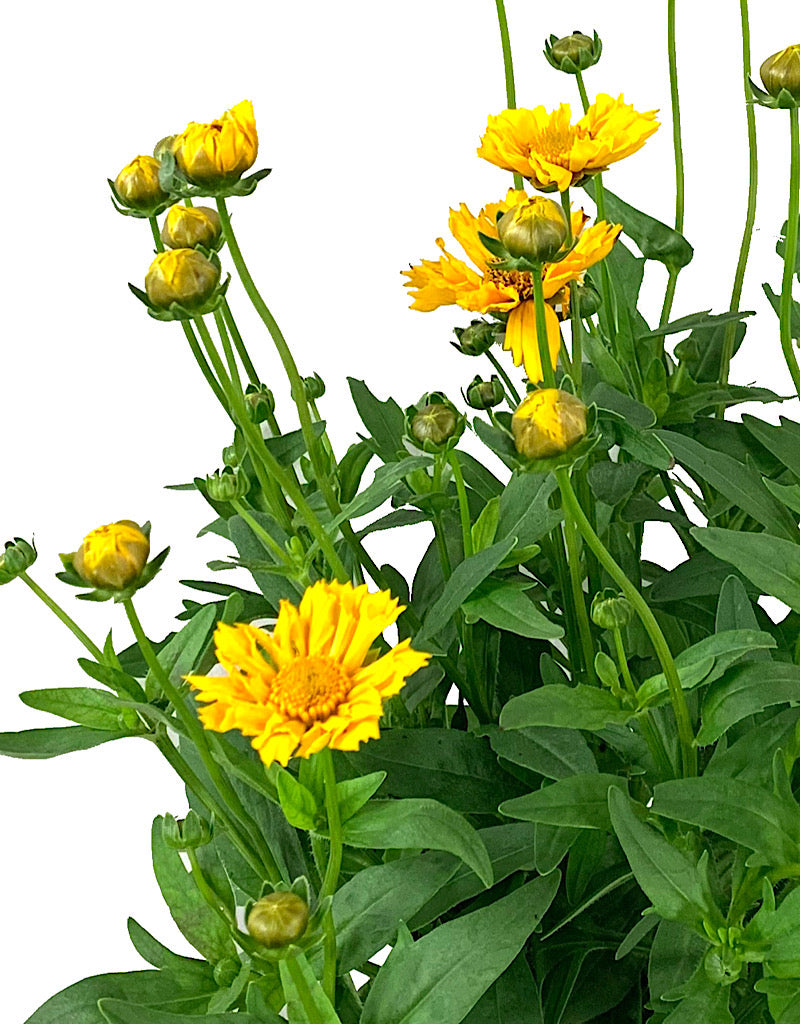 Coreopsis 'Jethro Tull' Quart
