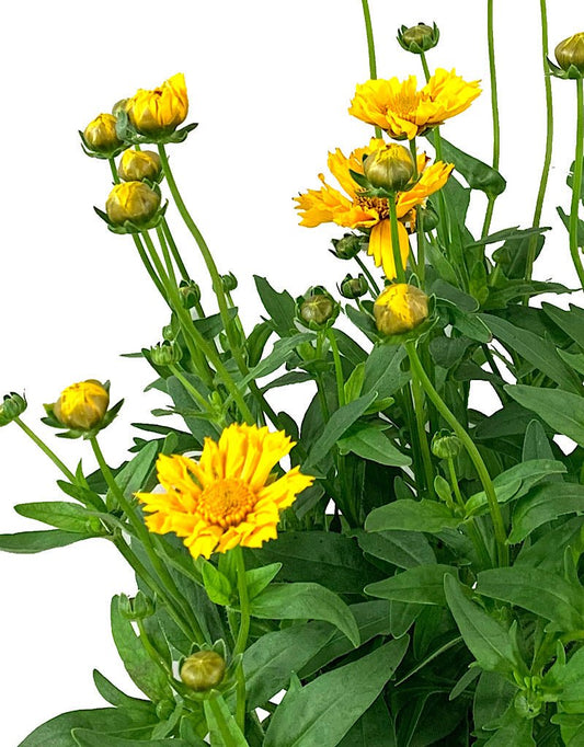 Coreopsis 'Jethro Tull' Quart - The Garden Corner