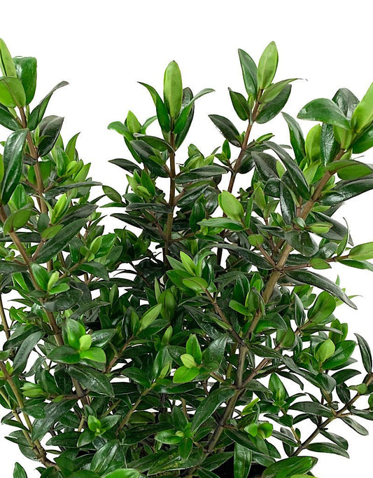 Hebe 'Sunset Boulevard' 1 Gallon - The Garden Corner