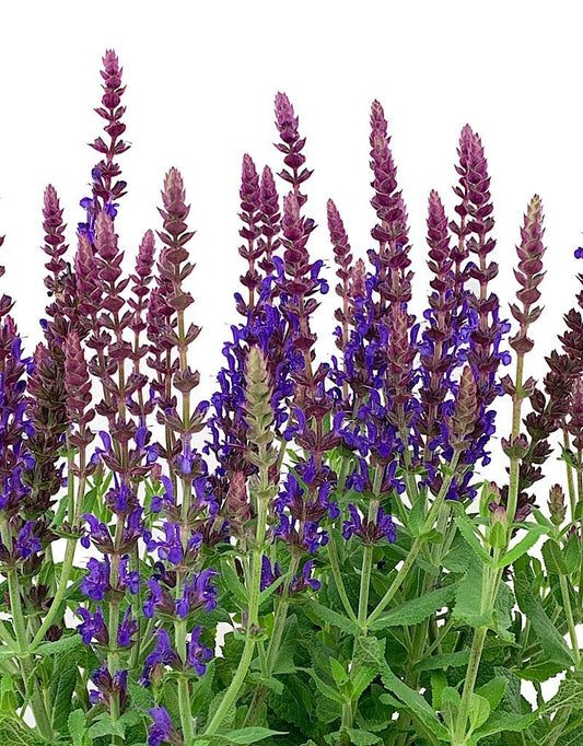 Salvia 'Swifty Violet Blue' - The Garden Corner