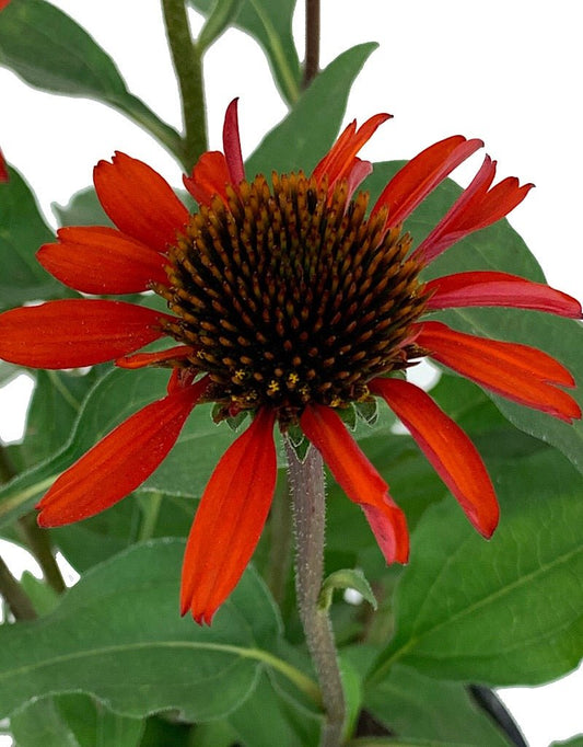 Echinacea 'Kismet Intense Orange' - The Garden Corner