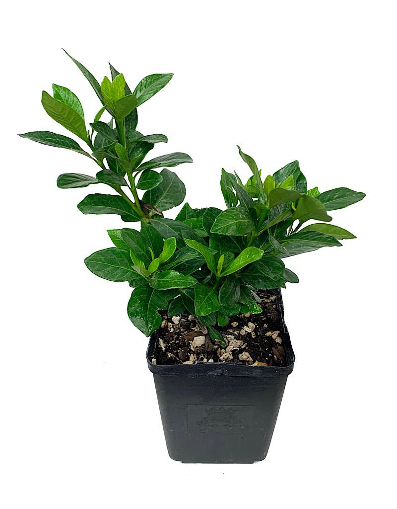 Gardenia jasminoides 'Kleim's Hardy' - Shrubs