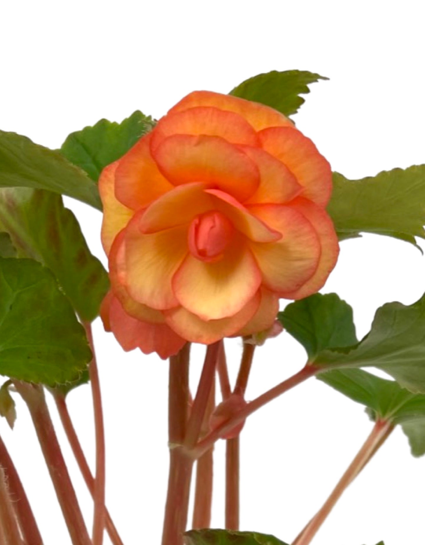 Begonia 'Illumination Apricot Shades' 4 Inch - The Garden Corner