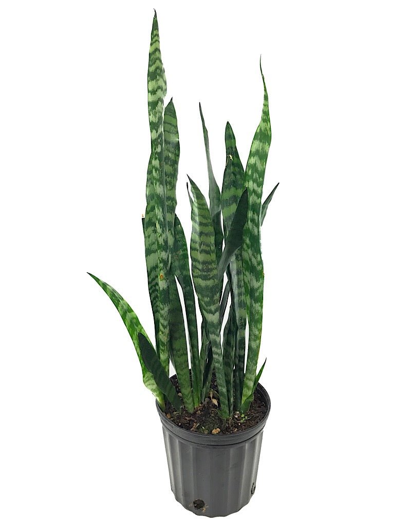 Sansevieria 'Black Coral' - The Garden Corner