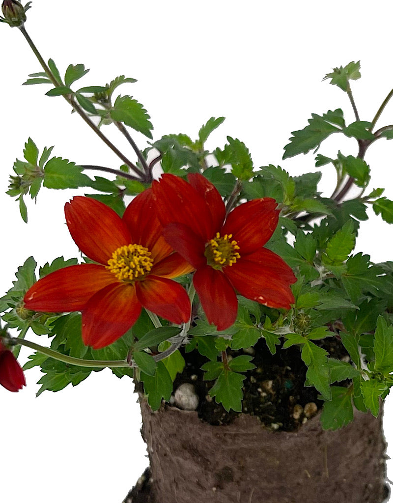 Bidens 'Bidyboom Red'
