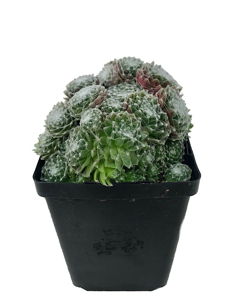 Sempervivum 'Spumanti' - Groundcovers