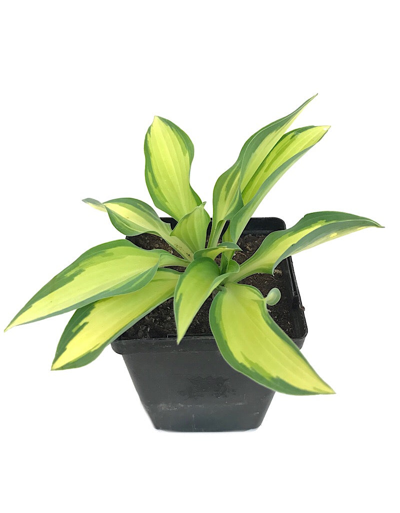 Hosta 'Moonstruck' 4 inch