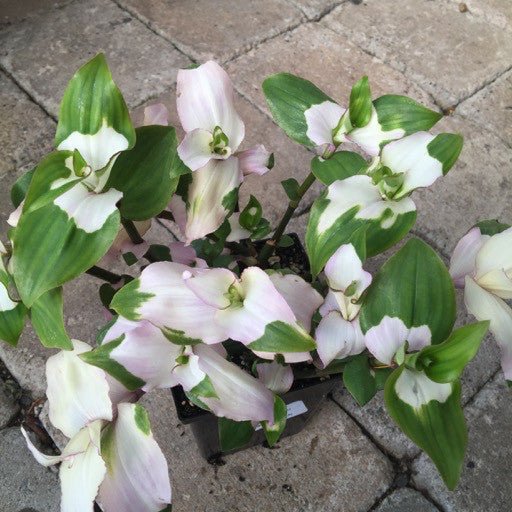Tradescantia x andersoniana 'Blushing Bride' Quart - The Garden Corner