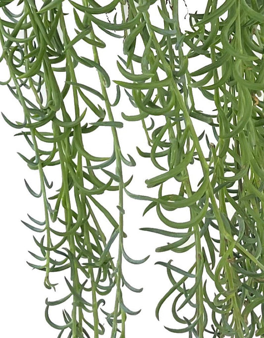 Senecio radicans 6 Inch Hanging Basket - The Garden Corner