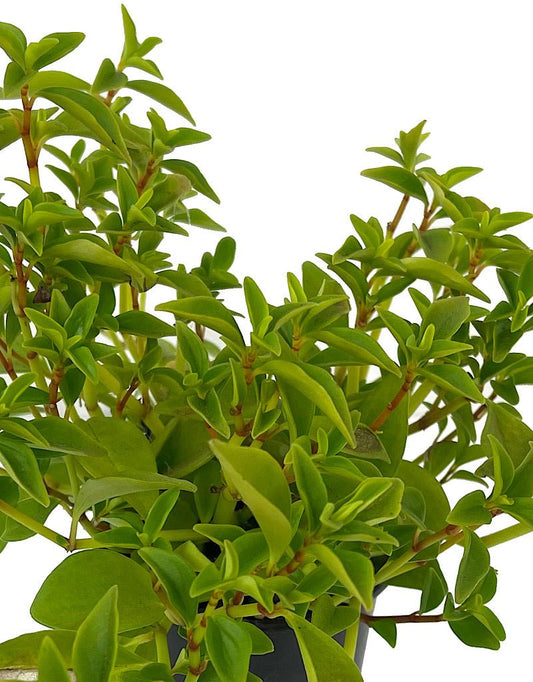 Peperomia 'Amigo Marcello' 4 Inch - The Garden Corner