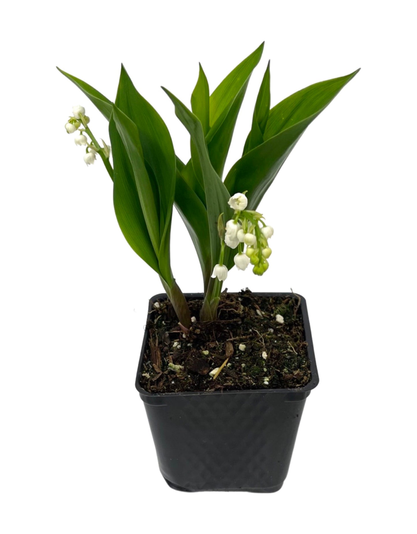 Convallaria majalis