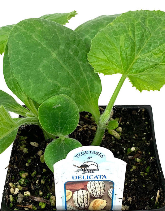 Squash 'Delicata Bush' 4 inch - The Garden Corner
