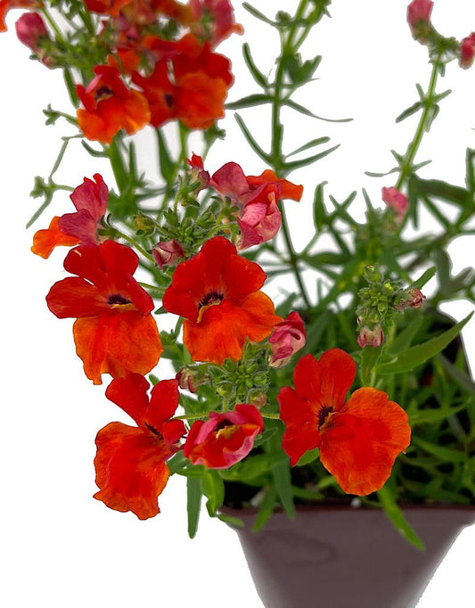 Nemesia 'Angelart Orange' 4 Inch - The Garden Corner