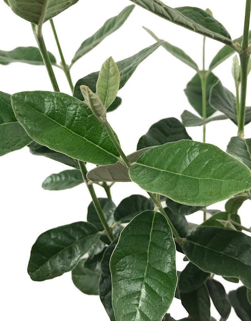 Feijoa sellowiana 'Coolidgei' 1 gal - The Garden Corner