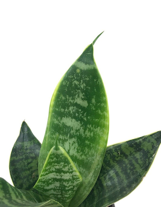 Sansevieria fut. 'Robusta' - 4 inch - The Garden Corner