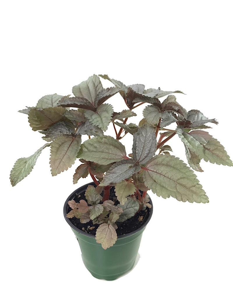 Pilea involucrata 'Silver Leaf' 4 inch