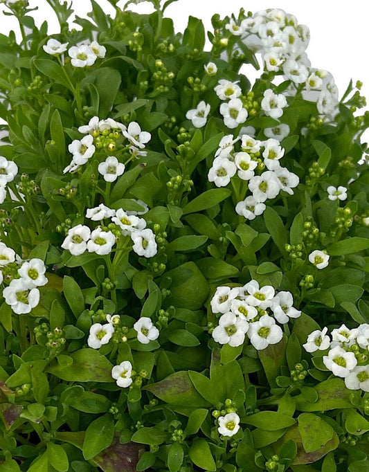 Alyssum 'Snow Crystals' - The Garden Corner