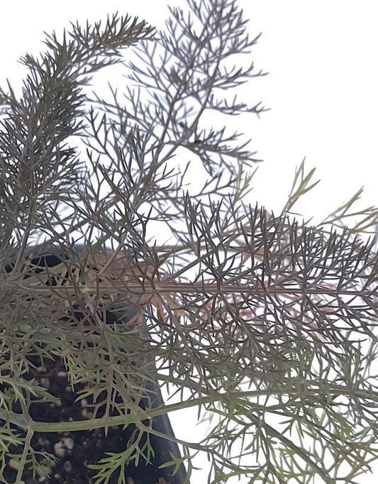 Fennel 'Bronze' 4 Inch - The Garden Corner