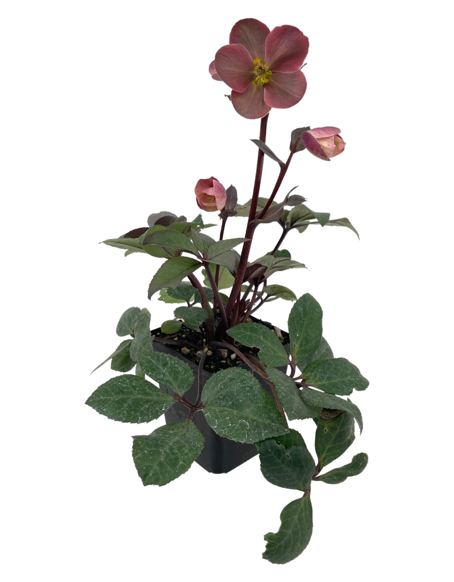 Helleborus 'Pink Frost' - The Garden Corner