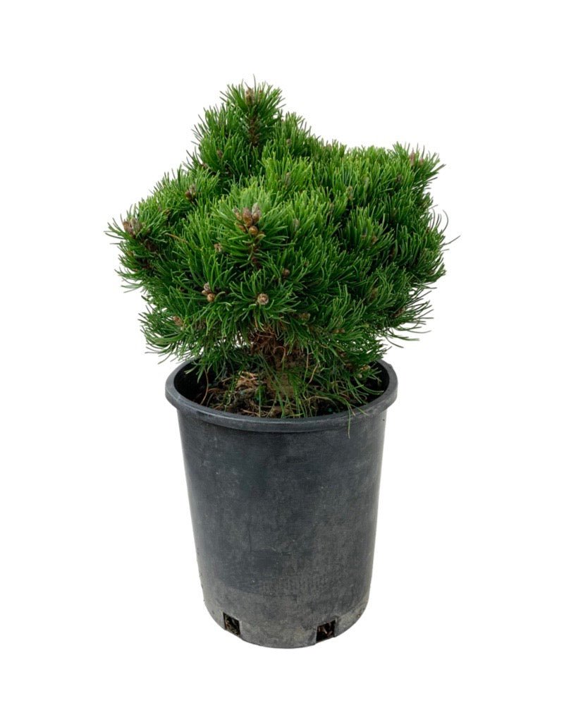 Pinus mugo 'Emerald Dwarf' - Shrubs