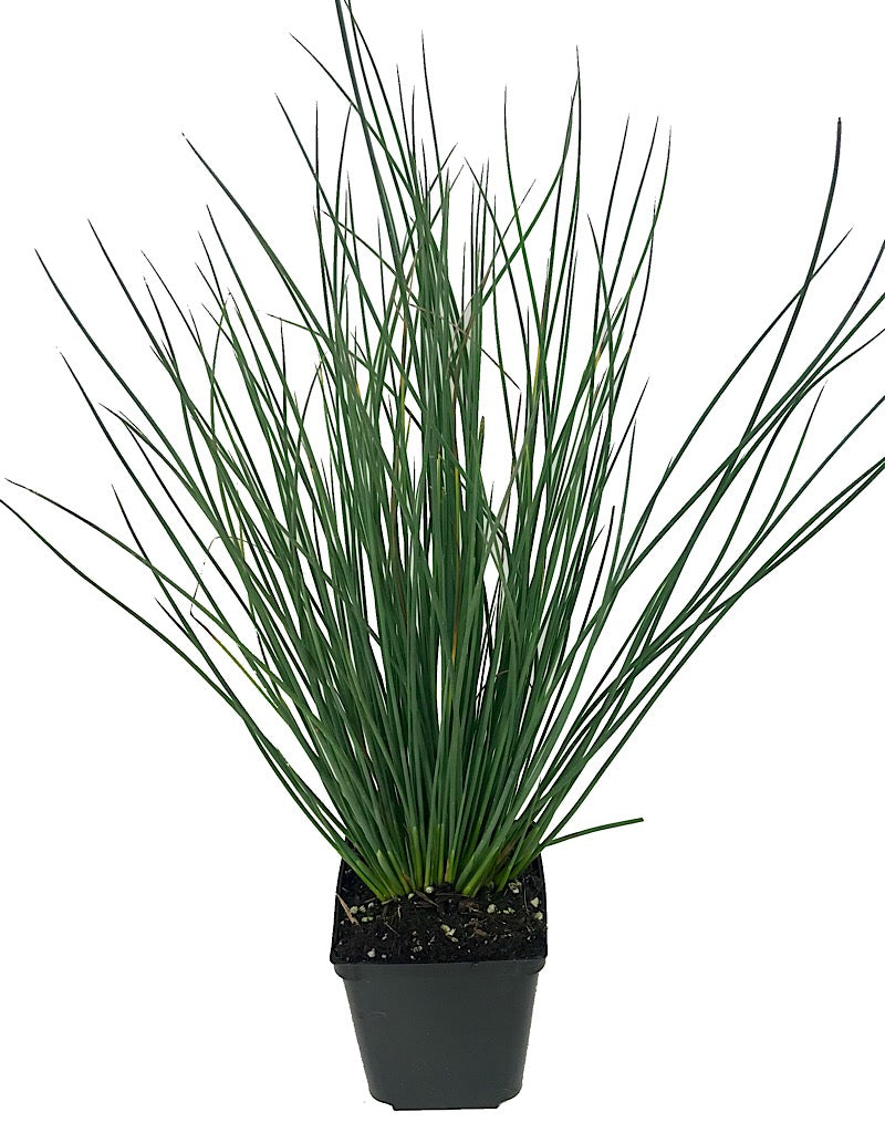 Juncus 'Blue Arrows' 4 Inch