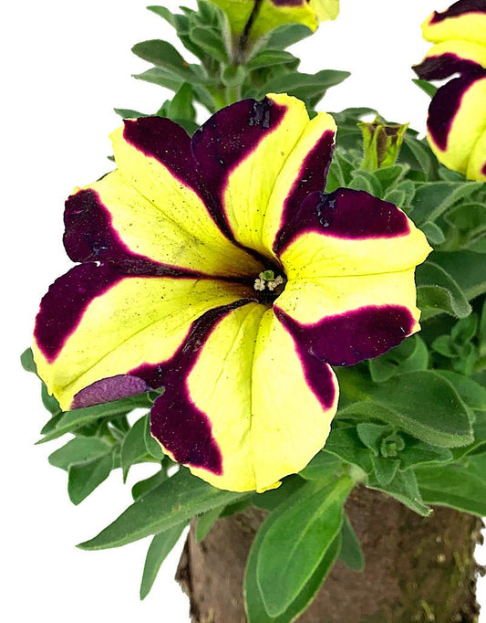 Petunia 'Crazytunia Knight Rider' - The Garden Corner