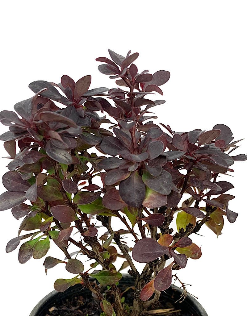 Berberis thunbergii 'Concorde' 4 Inch - The Garden Corner