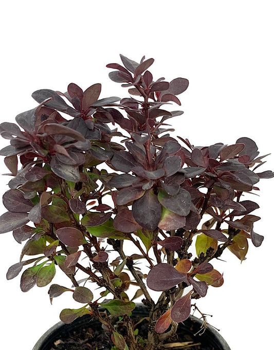 Berberis thunbergii 'Concorde' 4 Inch - The Garden Corner