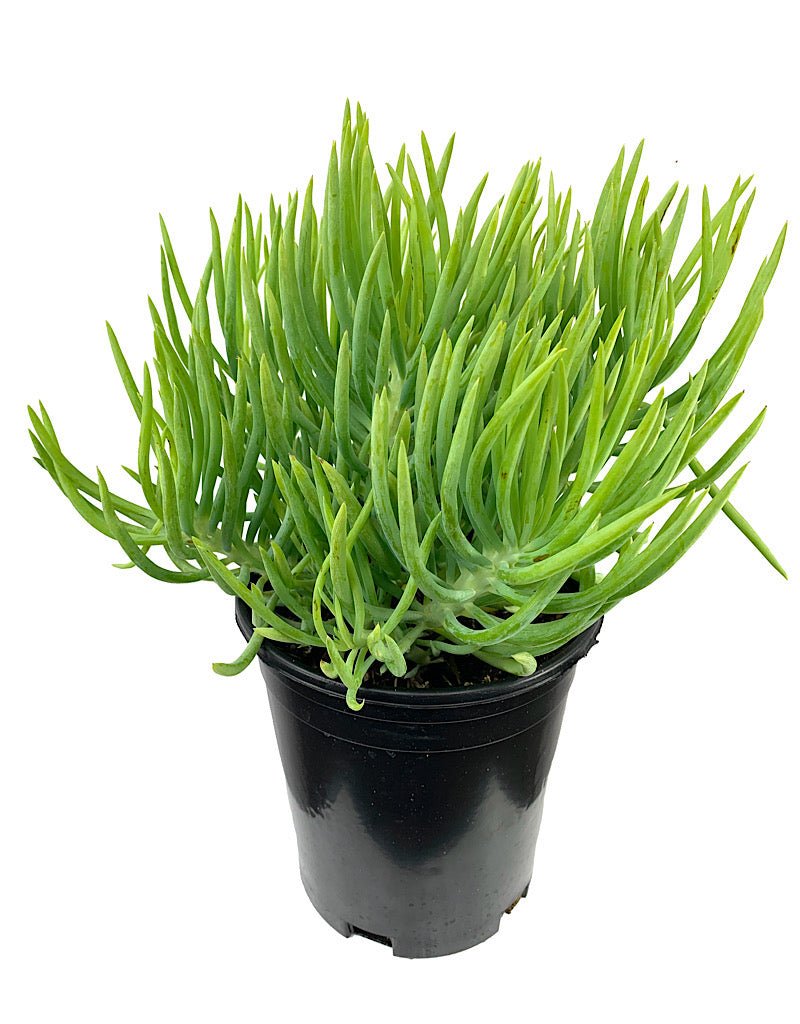 chalk fingers succulent Senecio vitalis 'Serpents' – The Garden Corner